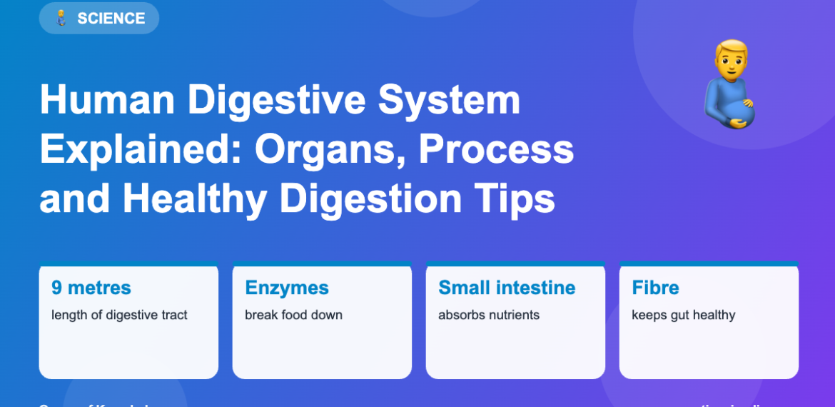 Infographic: Human Digestive System Explained: Organs, Process and Healthy Digestion Tips