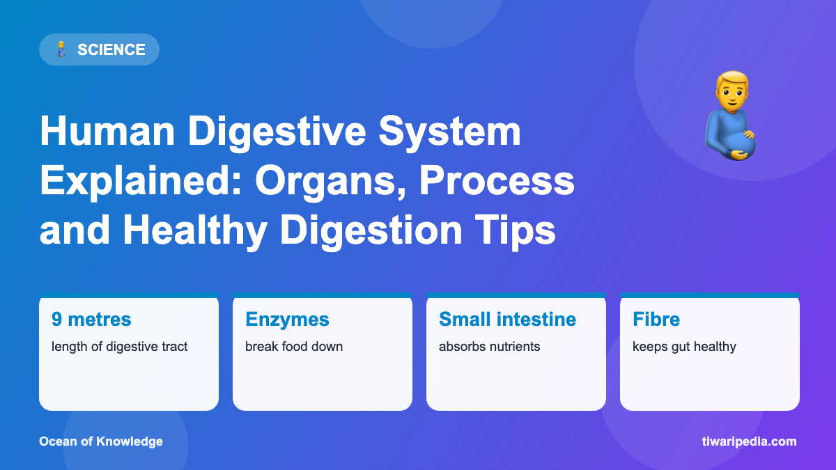 Infographic: Human Digestive System Explained: Organs, Process and Healthy Digestion Tips