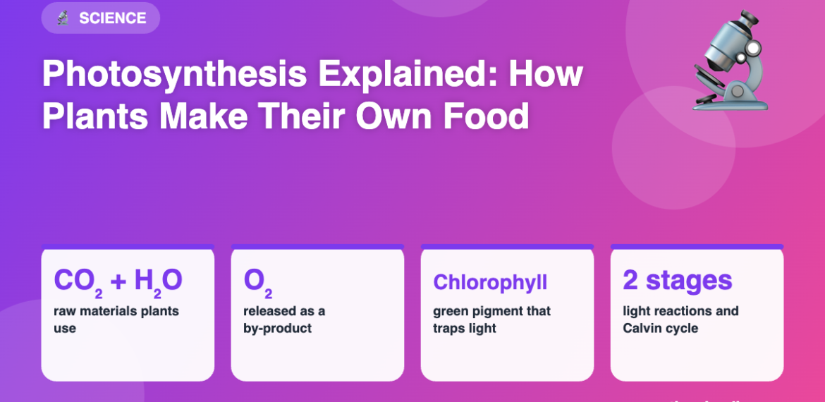 Infographic: Photosynthesis Explained: How Plants Make Their Own Food