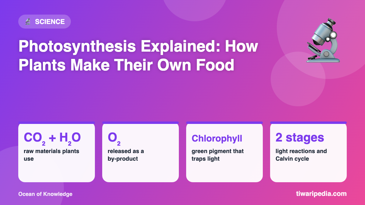 Infographic: Photosynthesis Explained: How Plants Make Their Own Food